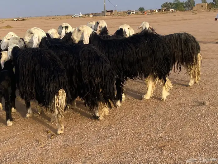 مراح غنم نجد للبيع 4