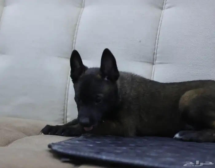 جراوي مالينو 2