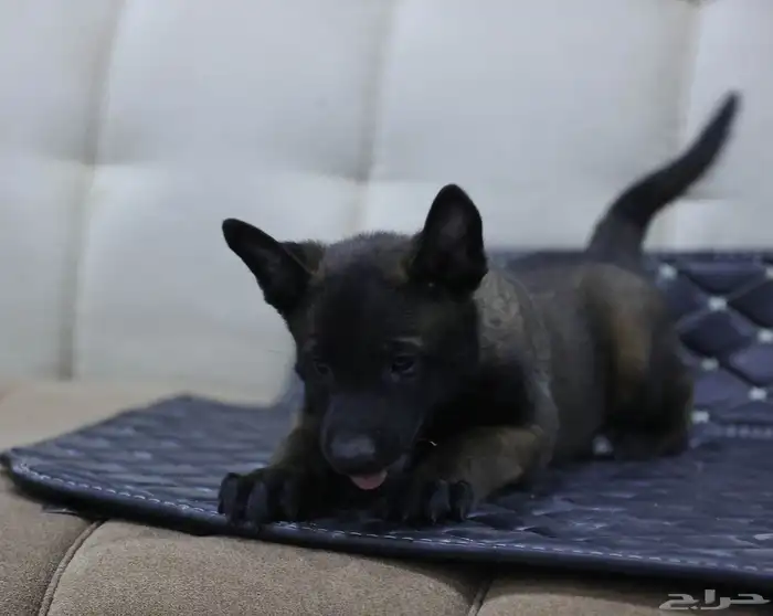 جراوي مالينو 3