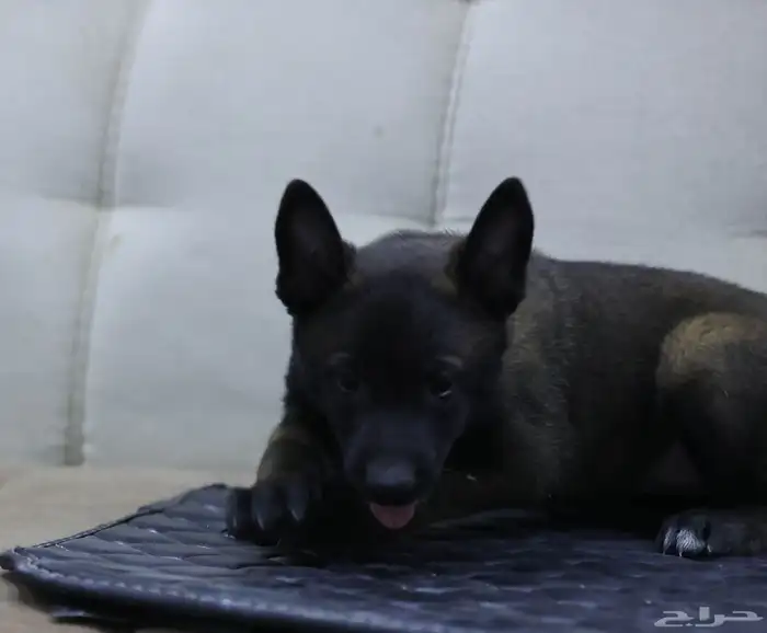 جراوي مالينو 1