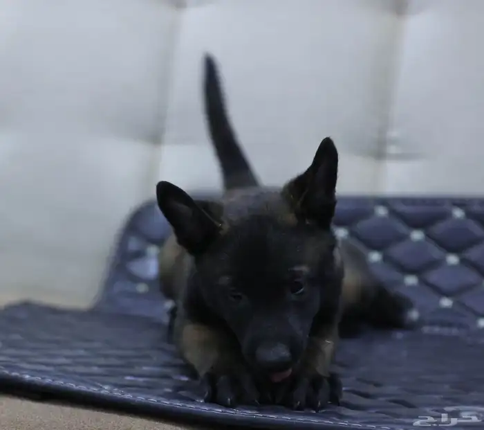 جراوي مالينو 5