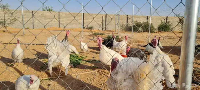 رومي للبيع الصحه ممتازه 4