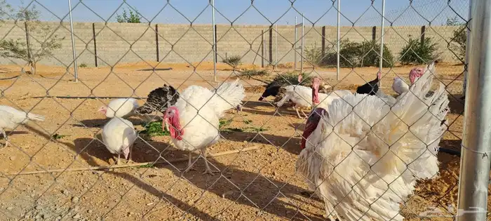 رومي للبيع الصحه ممتازه 0