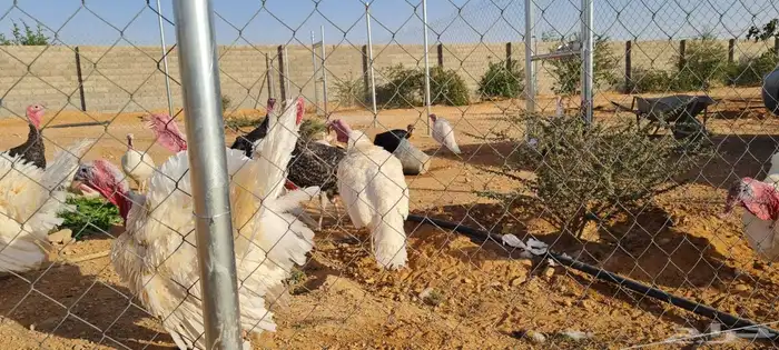 رومي للبيع الصحه ممتازه 1