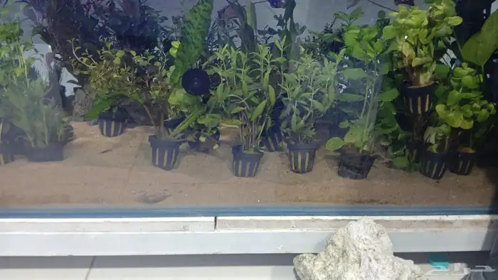 متوفر جميع انواع اسماك الزينة متوفر جميع مستلزماتها 28