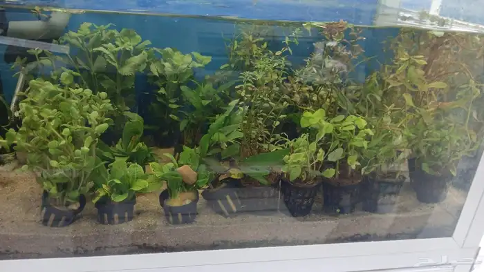 متوفر جميع انواع اسماك الزينة متوفر جميع مستلزماتها 27