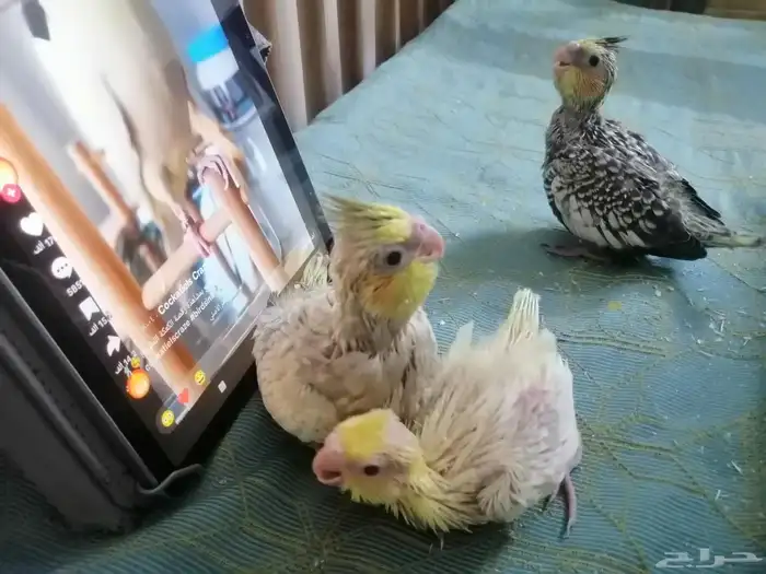 ماشاء الله تبارك الله طيور كروان للبيع العمر 20 يوم 2