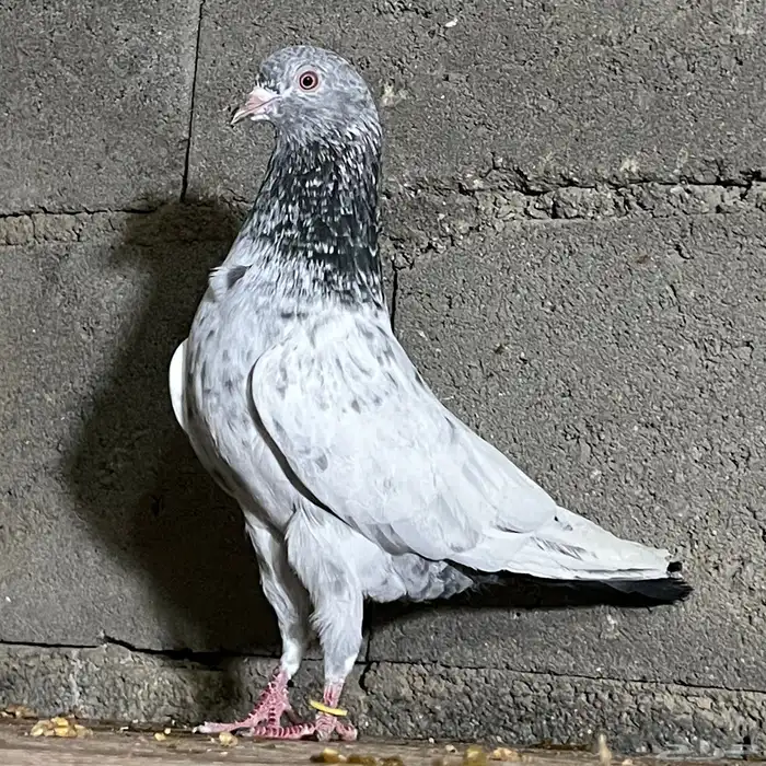 حمام باكستاني 0