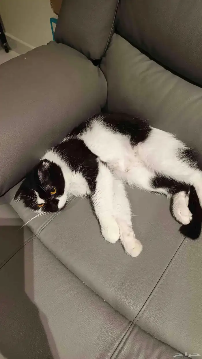 قطة سكوتش فولد للتبني 2