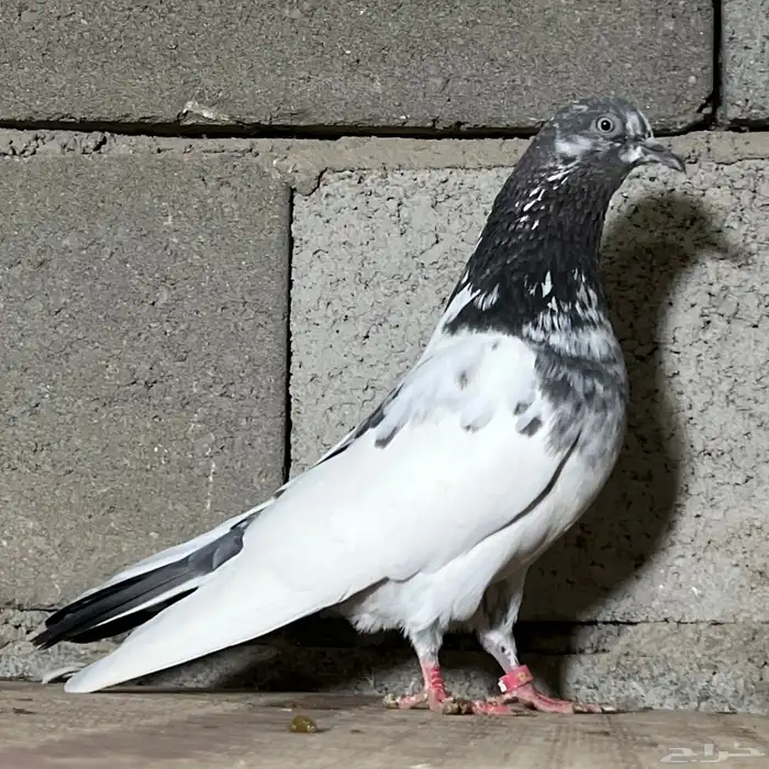 حمام باكستاني 26