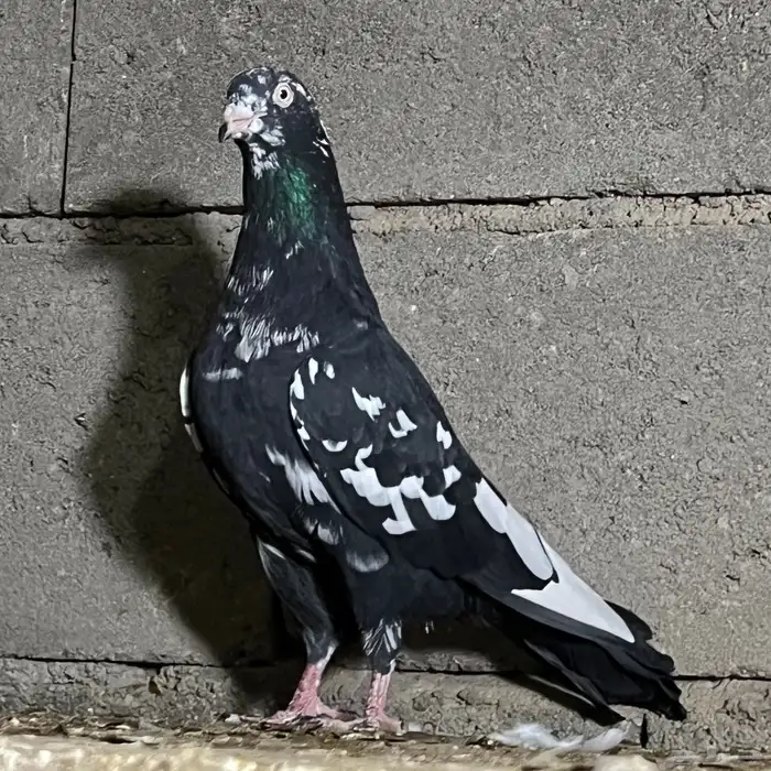 حمام باكستاني 11