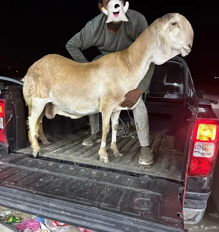 شاة سواكنيه درمانيه 0