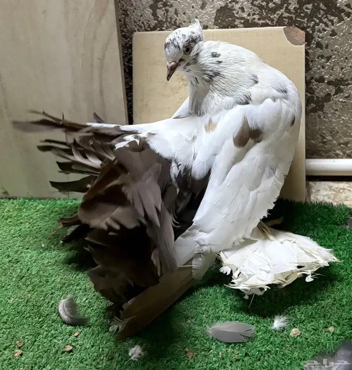 زوج رقاص هندي منتج 3