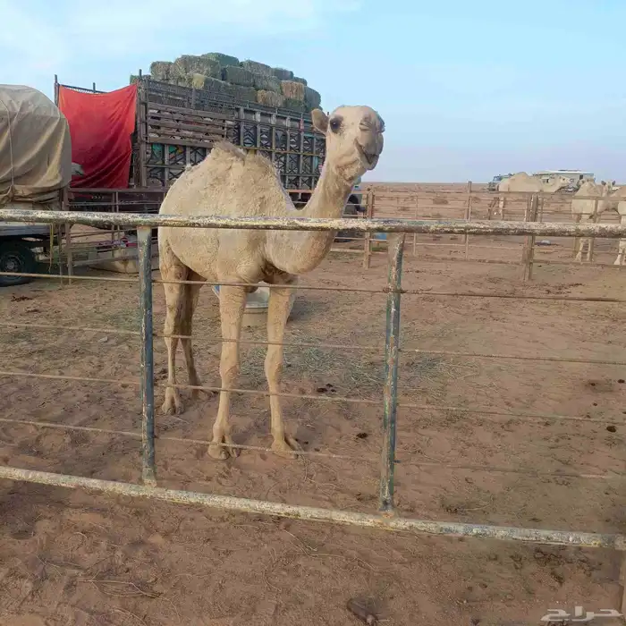 بكره كفوو شقحى 2