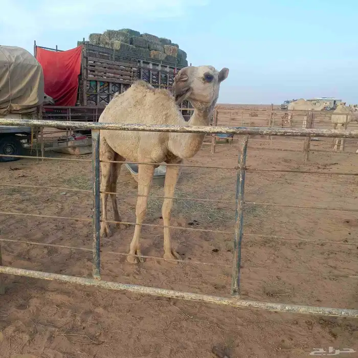 بكره كفوو شقحى 3