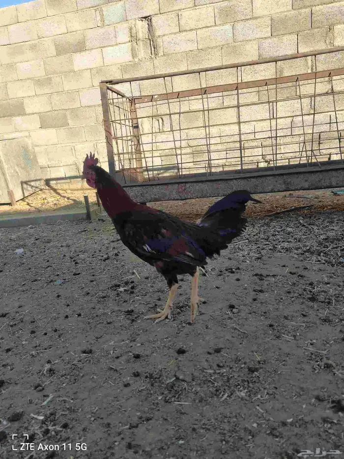 ديكه للبيع 3