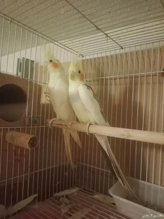 جوز كروان لاتينو 0