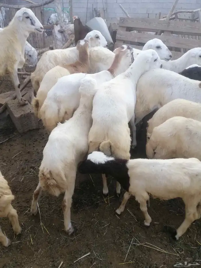 ذبائح للبيع بلدي 7