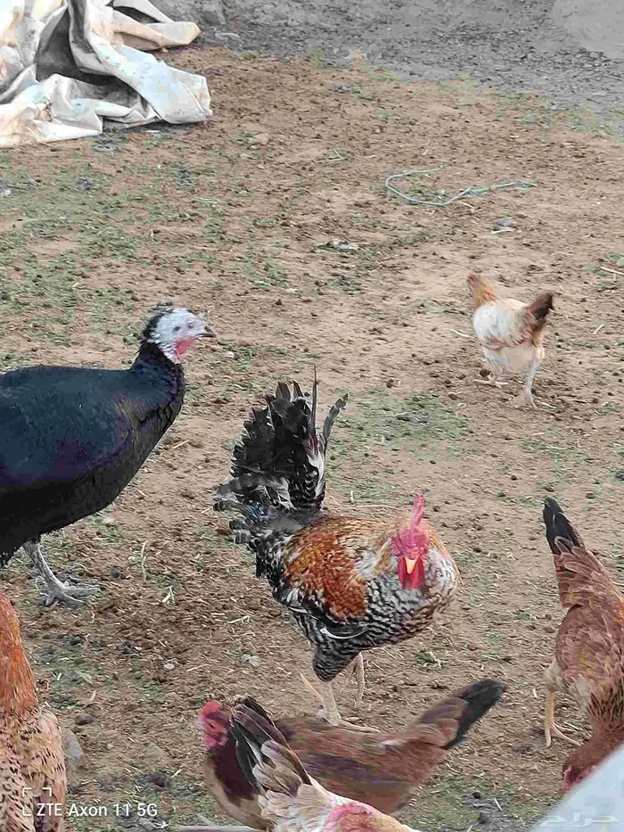 ديكه للبيع 2