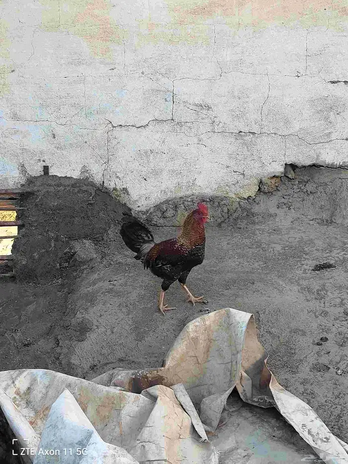 ديكه للبيع 0