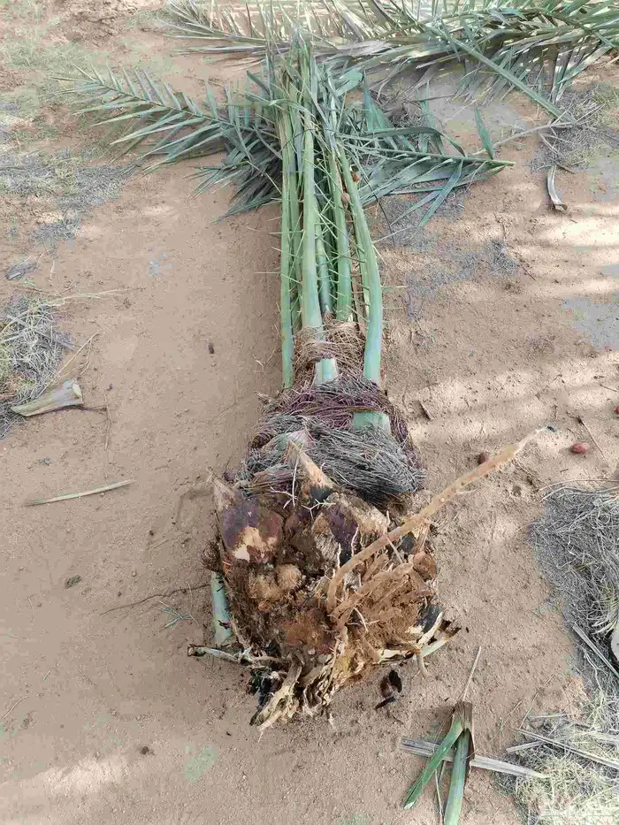 بيع مستعجل 1