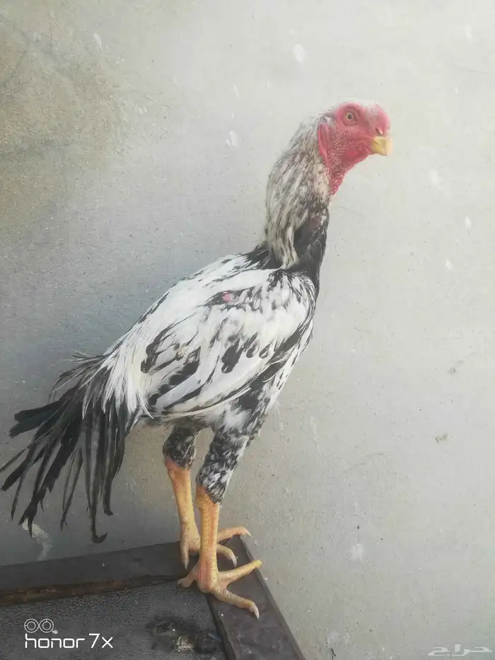 دجاج فارسي 1