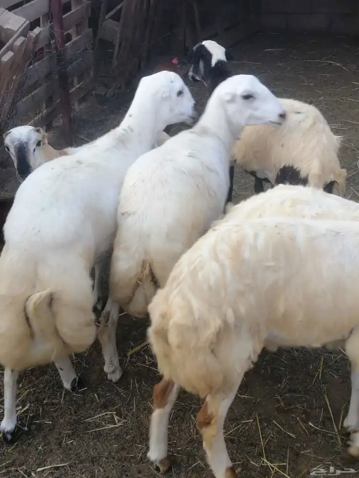 ذبائح للبيع بلدي 6