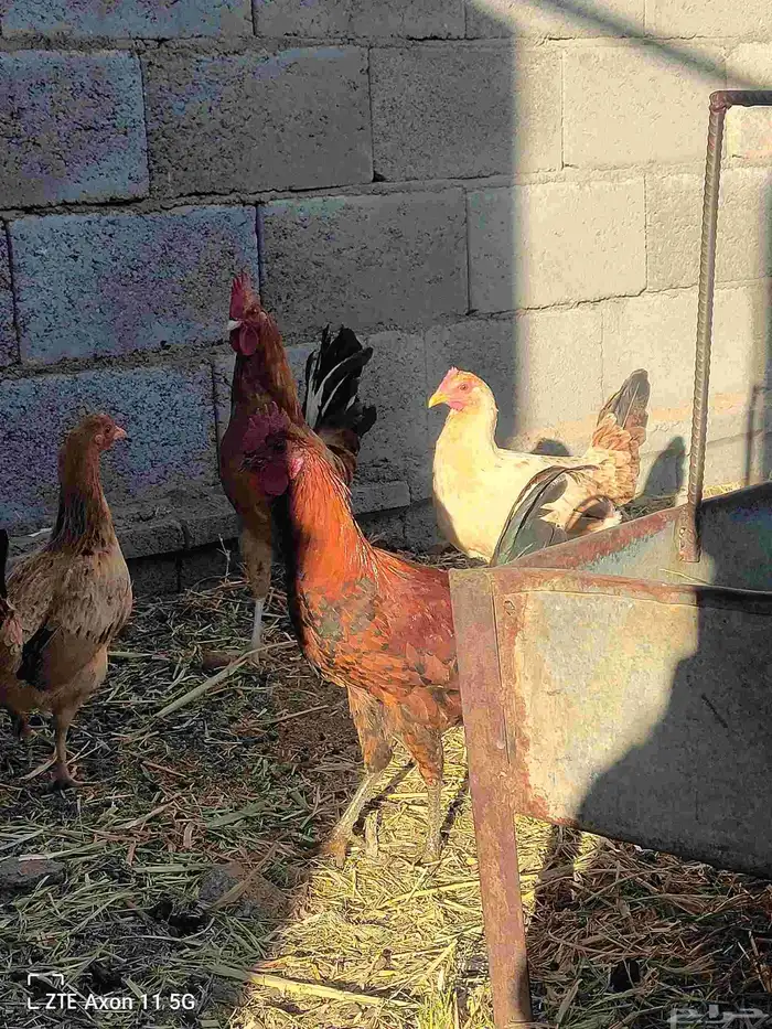 ديكه للبيع 1