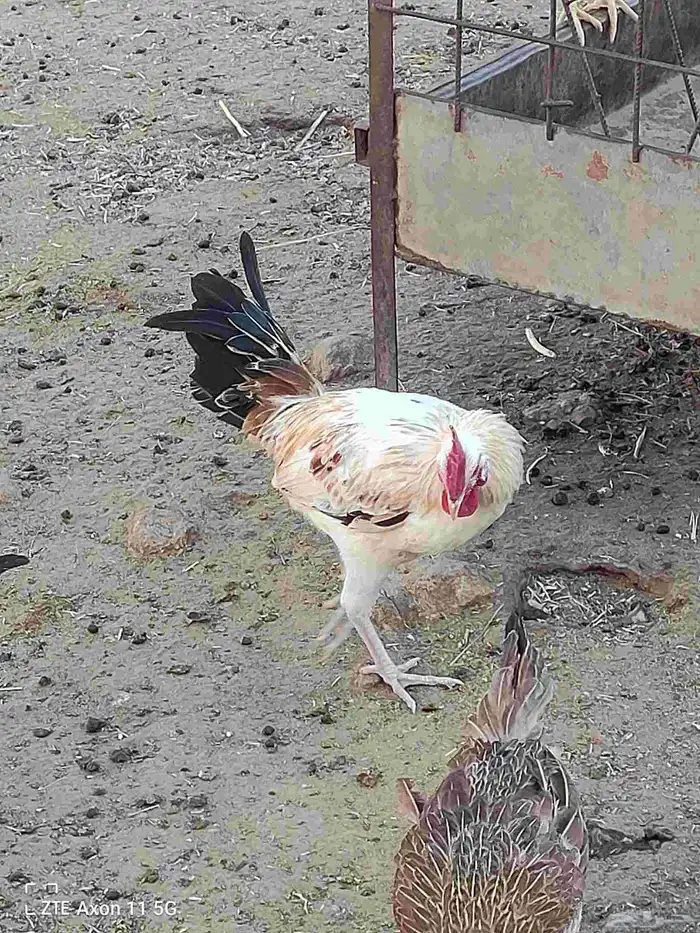 ديكه للبيع 4