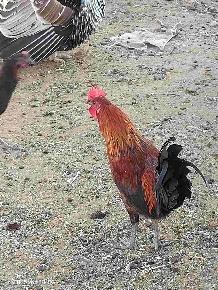 ديكه للبيع 5