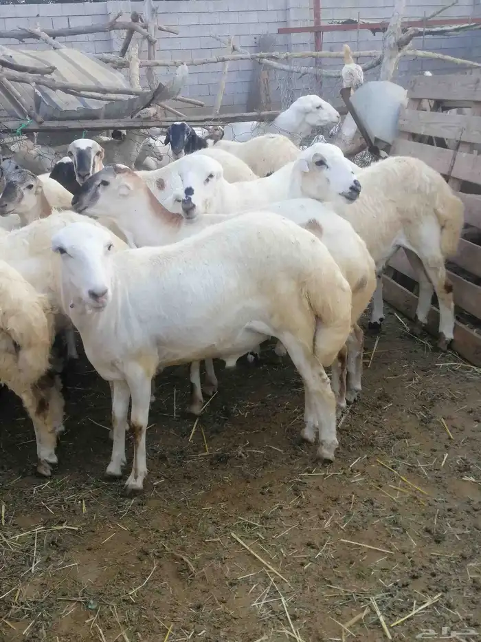 ذبائح للبيع بلدي 1