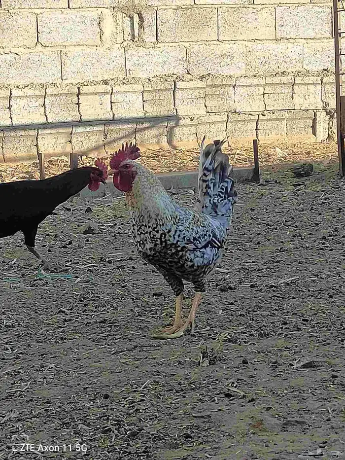 ديكه للبيع 7