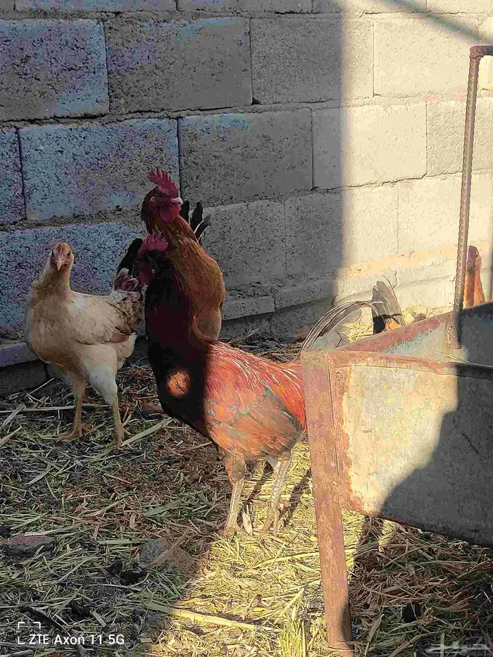 ديكه للبيع 8