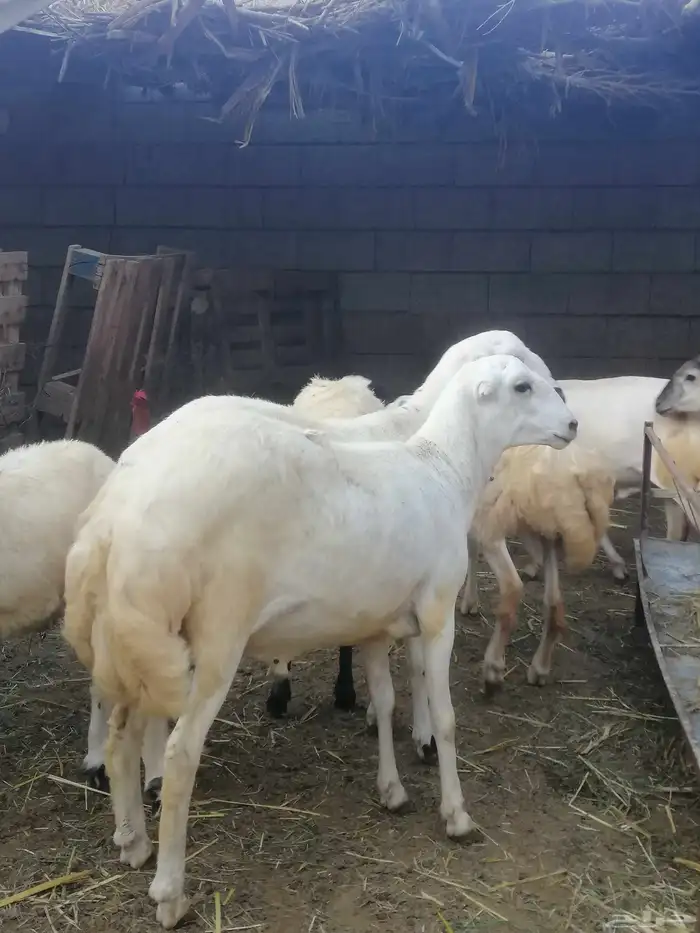 ذبائح للبيع بلدي 5