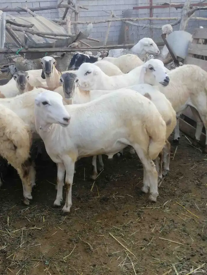 ذبائح للبيع بلدي 2