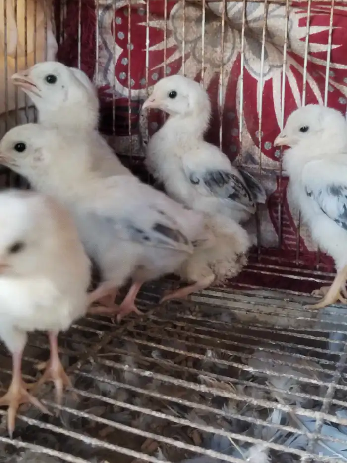 نعرض لكم شامو يباني العدد 7 فروخ 1