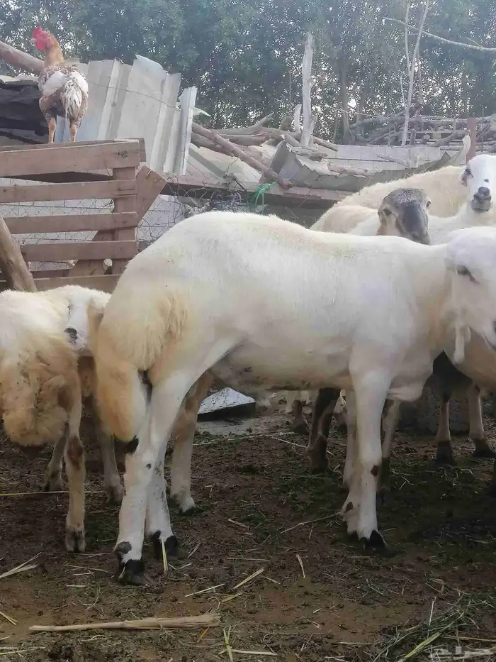 ذبائح للبيع بلدي 8