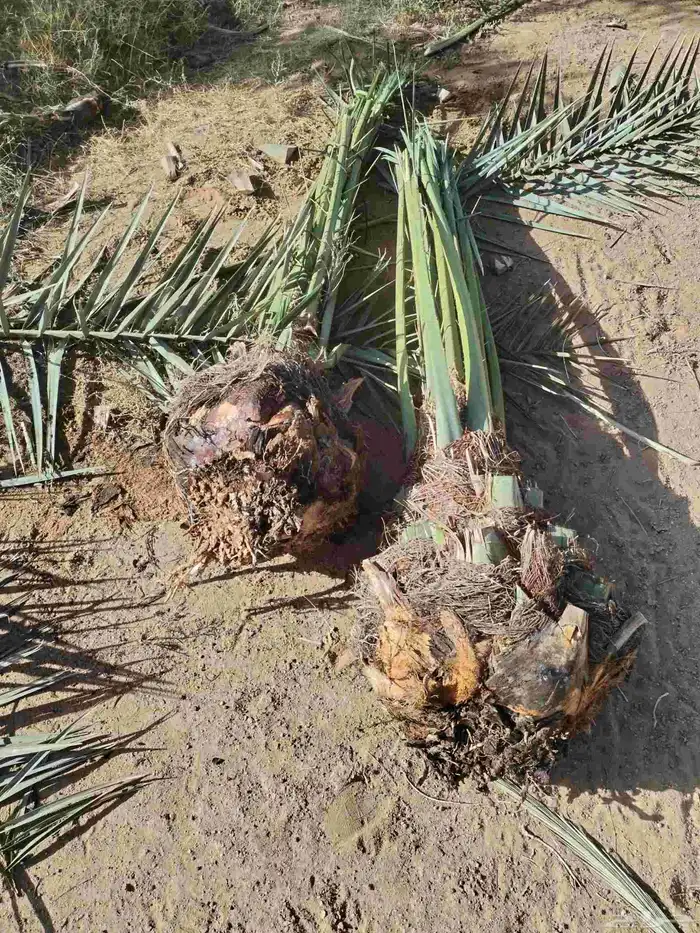 بيع مستعجل 0