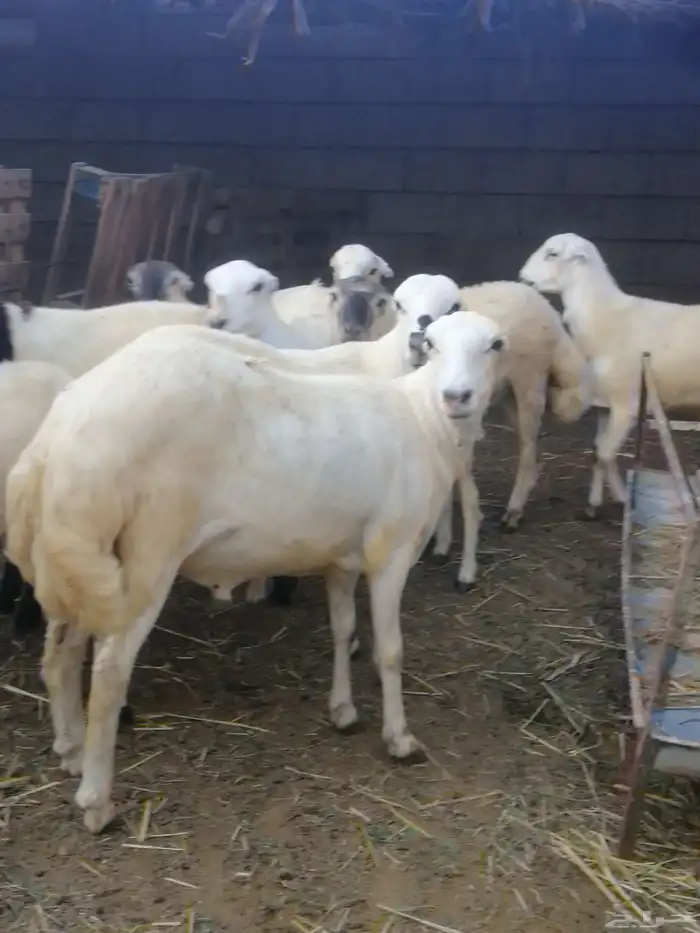 ذبائح للبيع بلدي 4