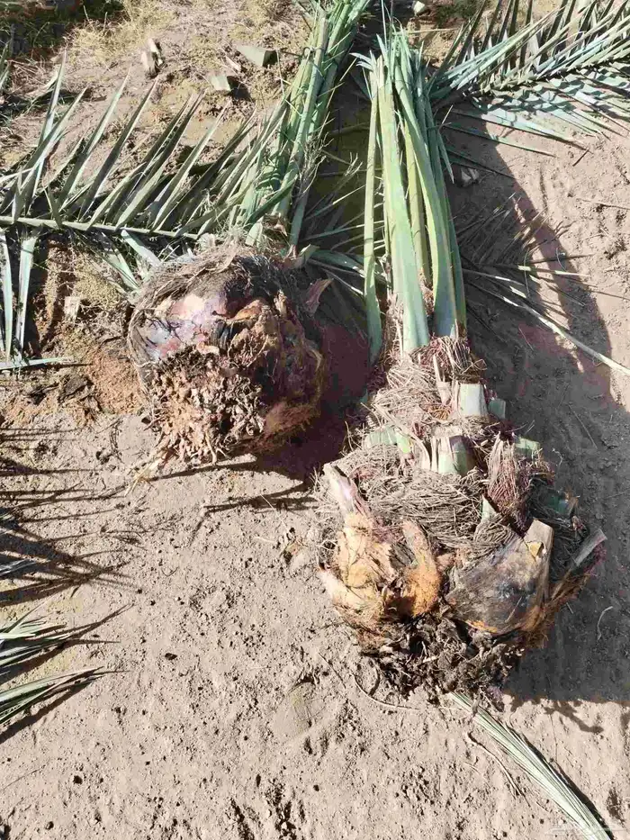 بيع مستعجل 2