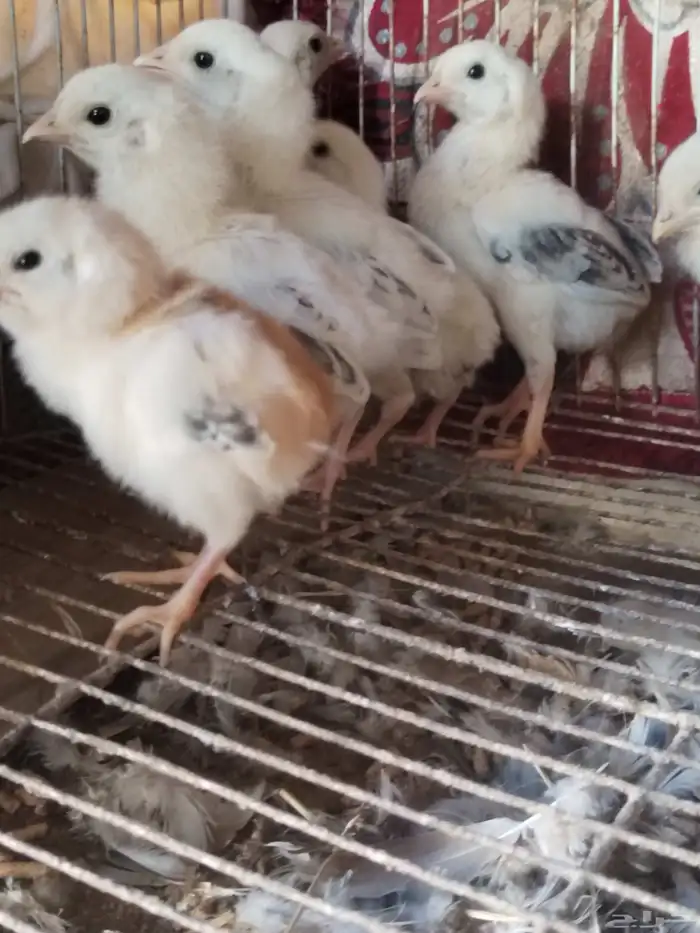 نعرض لكم شامو يباني العدد 7 فروخ 2