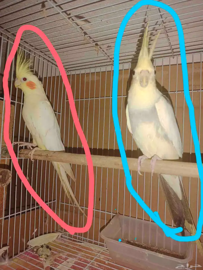 جوز كروان لاتينو 2