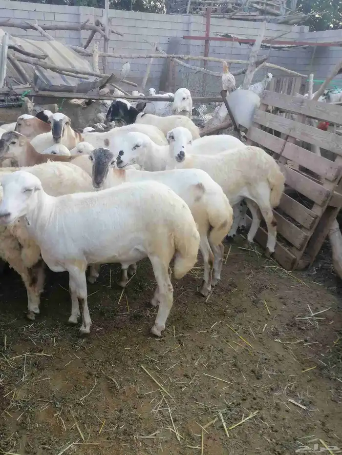 ذبائح للبيع بلدي 3