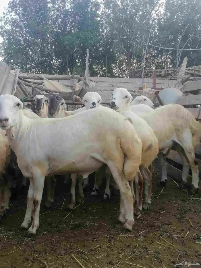 ذبائح للبيع بلدي 0