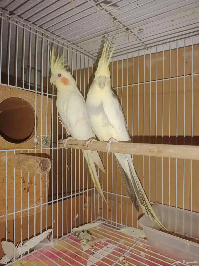 جوز كروان لاتينو 1