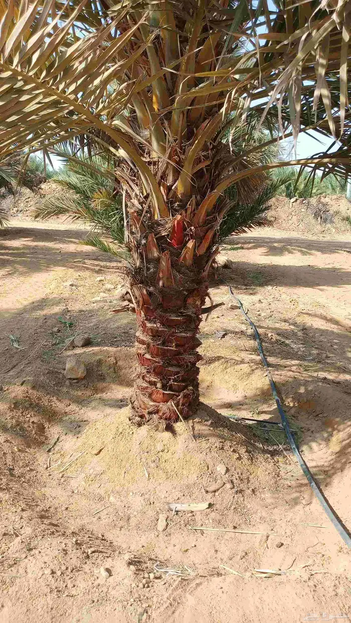 فسائل للبيع مجدول 1