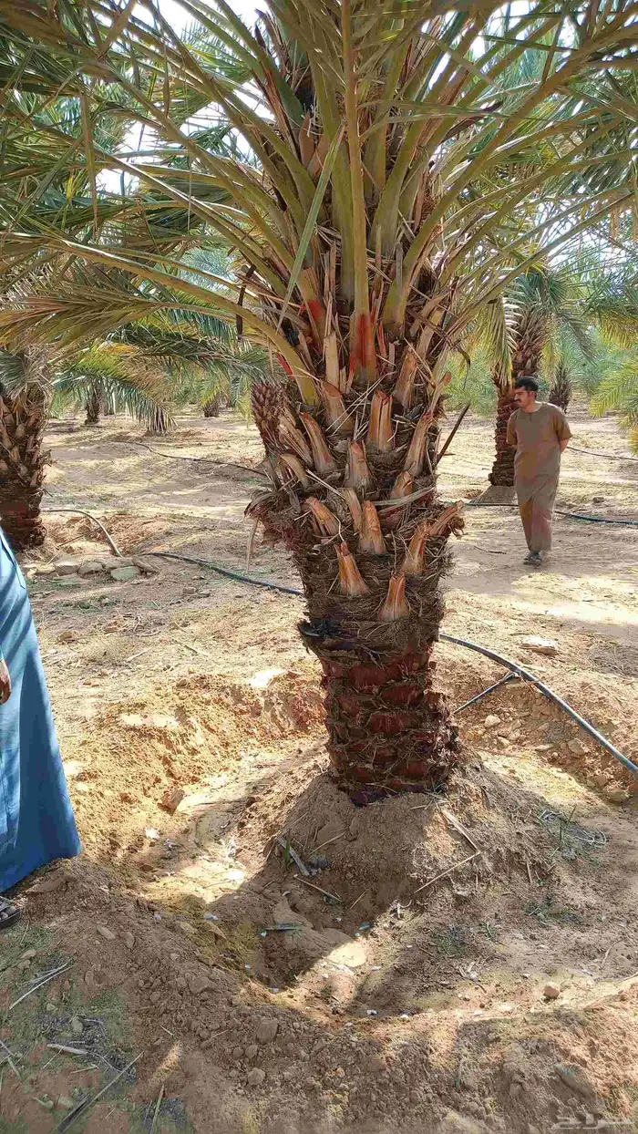 فسائل للبيع مجدول 2