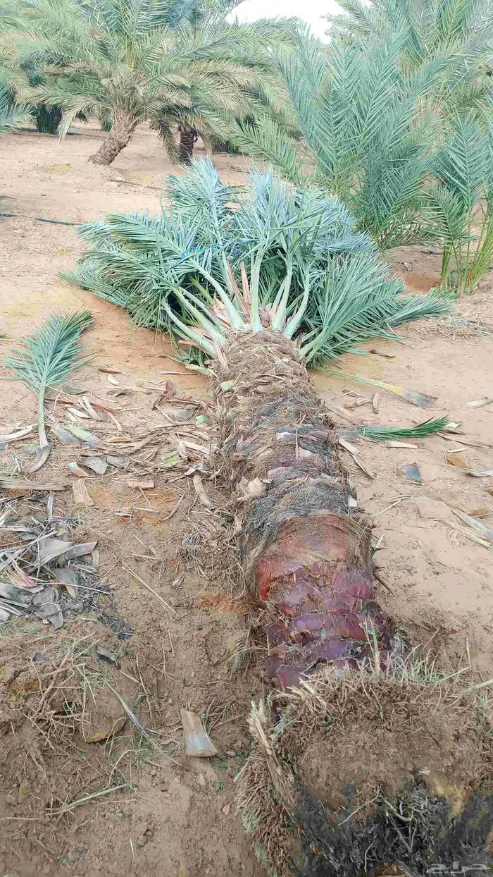 فسائل للبيع مجدول 0