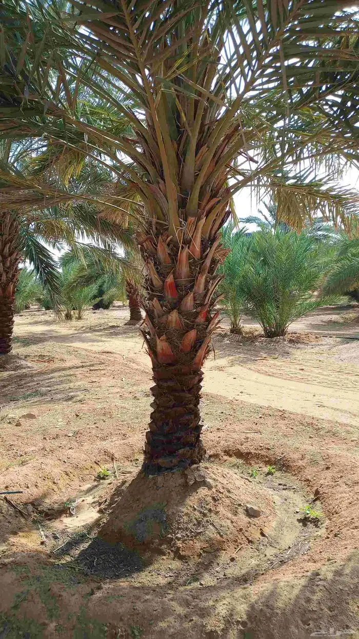 فسائل للبيع مجدول 4