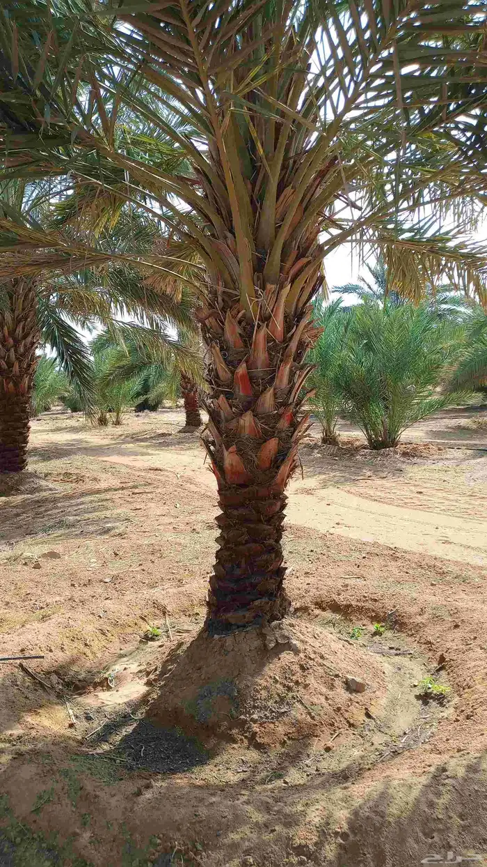 فسائل للبيع مجدول 3